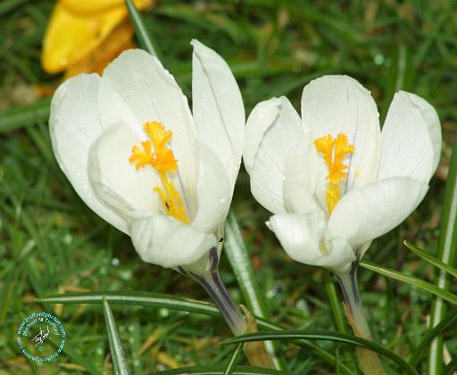 Crocus 8P77D-14.JPG